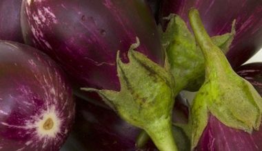 Brinjals (వంకాయలు)