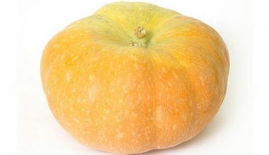 Pumpkin (గుమ్మడికాయ)