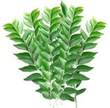 Curry leaves(కరివేపాకు)